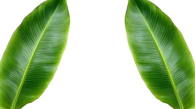 Isolated Transparent Background Photo of Symmetrical Green Banana Leaf Foliage Featuring Tropical Veins Textures Natural Flora and Botanical Lush Growth Design Elements