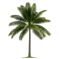 Obraz premium Realistic Image of a Tropical Palm Tree Green Leaves with Coconut Island Beach Vacation in Summer Isolated on Transparent Background for Decoupage Projects