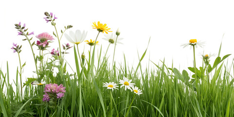 Fototapeta premium spring grass and flowers, grass and flowers Isolated on white background 