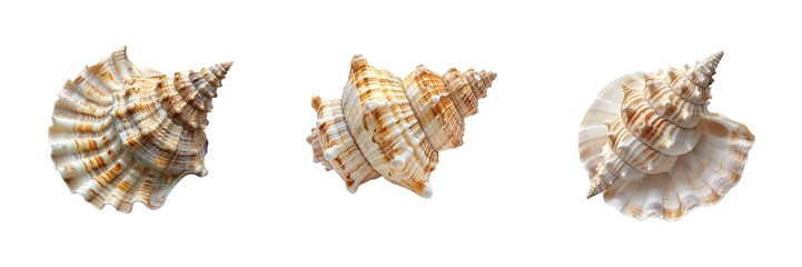 Obraz premium Shell set isolated on transparent background. PNG. Generated, ai,