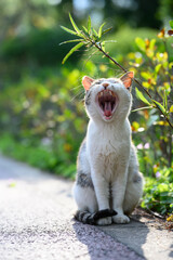 Cat sitting on the floor with mouth wide open