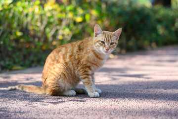 Outdoors, cat sitting on the ground