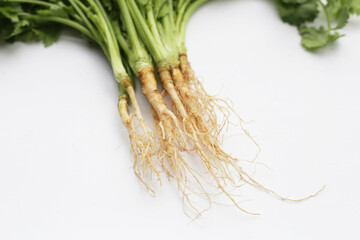 Fresh coriander (cilantro) with roots, a key ingredient in many Asian cuisines.