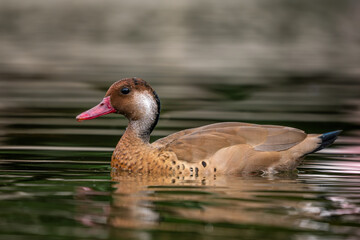 Brazilian Teal - Amazonetta brasiliensis, beautiful colored duck from South American lakes and rivers, Brazil.