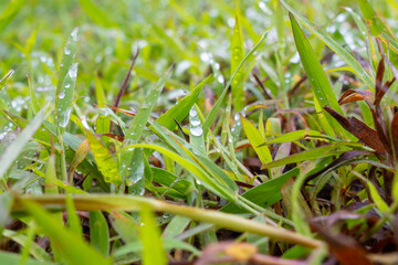 Morning dew glistens on fresh green grass, reflecting the serene beauty of nature. A peaceful close-up capturing moisture on leaves
