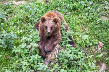 Brown bear sitting on a log among the dense greenery in the forest
