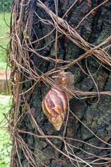 Giant African land snail navigating through vines up a tree