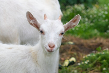 Fototapeta premium Cute white goat with small horns on a green meadow background