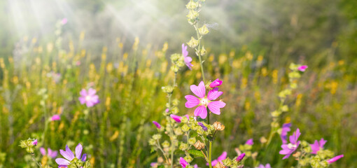 Obraz premium Pink flowers on a green meadow on a sunny summer day