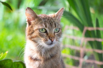 Portrait of a striped cat with green eyes on a blurred green background