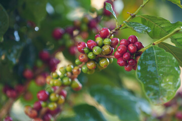 Coffee beans borne on trees in farms and gardens, raw coffee beans in the growing season and drops of water in the morning.