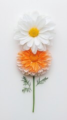 Stacked Daisies for White Background.