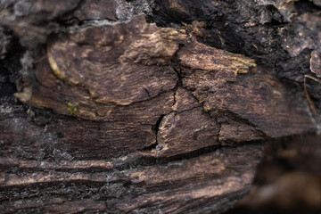 Close-up image of the texture of old tree bark with cracks, layers and dark spots