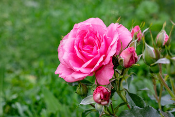 Delicate pink rose with buds on a blurred green background