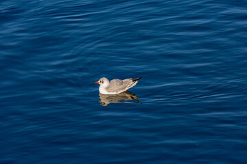Seagull swimming in a lake