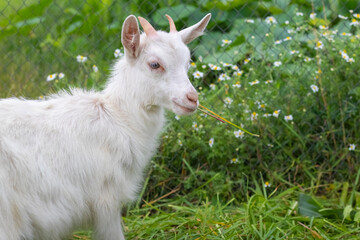 Cute white goat with small horns on a green meadow background