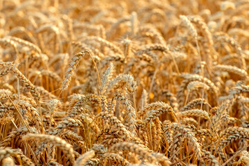 Golden wheat field in the rays of the evening sun