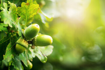 Obraz premium Close-up image of green acorns on an oak branch with a bright sunlight flare in the background