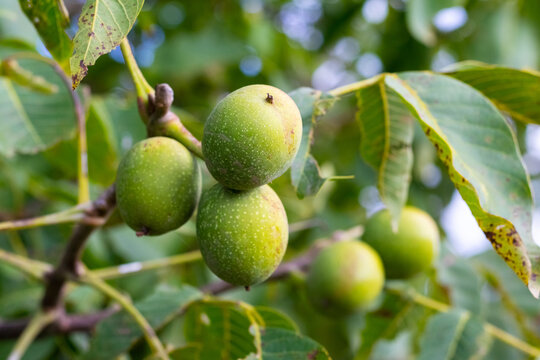 Close-up image of green walnuts on a tree branch with green leaves and natural lighting