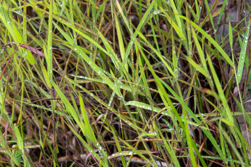 Fresh morning dew on vibrant green grass, creating a natural and refreshing atmosphere