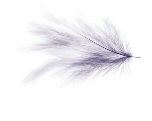 Obraz premium Lavender Feather Floating for White Background.