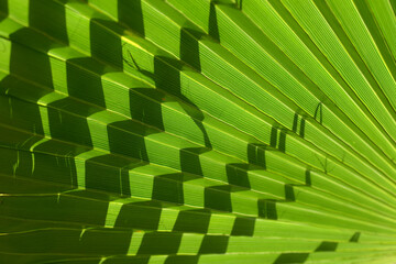 葉模様　自然の造形