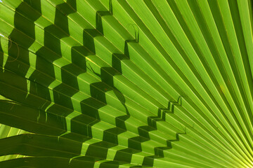 葉模様　自然の造形