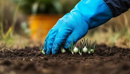Planting Bulbs for Spring Garden, Closeup.