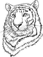 handmade vector drawing outline of a tiger's head