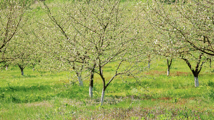 Blossoming orchard with young fruit trees in spring
