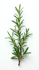 Fototapeta premium A fragrant, evergreen herb with needle-like leaves and a piney flavor