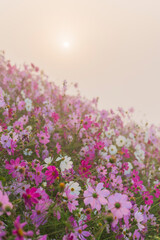 朝の花の駅せらのコスモス畑