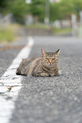 道路の上の猫