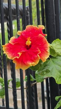 red rose on a fence