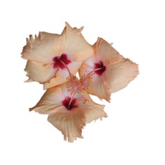Three blooming pale yellow hibiscus flowers with red centers on white background
