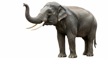 "Understanding Elephants: Habitat, Behavior, and Conservation Efforts"

