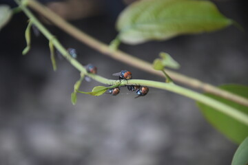 flies that land on the twigs of vines