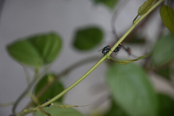 flies that land on the twigs of vines
