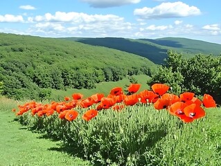 Poppies Bloom Hillside Summer Landscape.