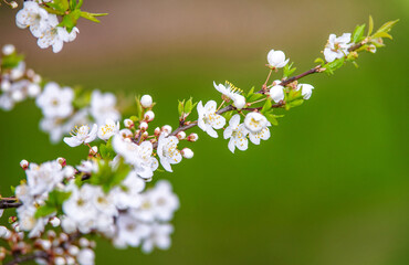 Cherry blossom branch in the garden in spring