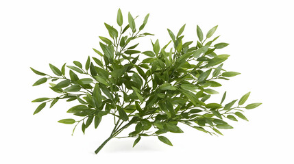 Green Foliage Arrangement On White Background
