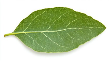 Obraz premium Green Leaf with Speckled Texture on White Background