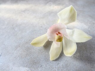 white orchid on wooden background, beautiful orchid on the table