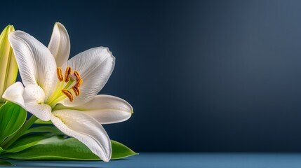 Fototapeta premium White flower with yellow tips is on a blue background. The flower is the main focus of the image, and the blue background creates a calm and serene atmosphere
