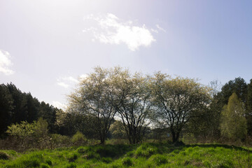 Fototapeta premium Landscape of beautiful Kashubia. Northern Pland.