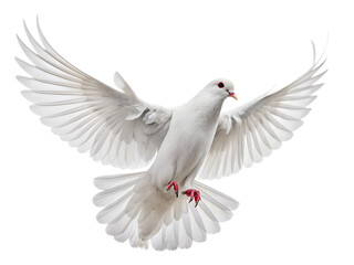 white dove isolated on white