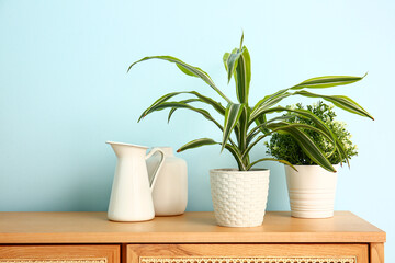 Green houseplants on chest of drawers near blue wall