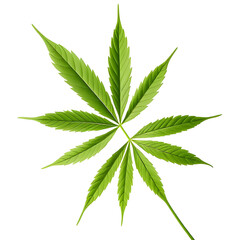 Realistic Green Cannabis Leaf Isolated on White Background Marijuana, Hemp, Medical Marijuana, Herbal Remedy.