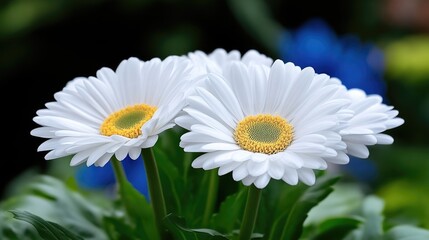 Obraz premium Close-up of three white daisies with vibrant yellow centers. Fresh, delicate blooms surrounded by lush green foliage. Soft focus on the flowers, with a bokeh background of darker tones