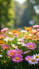 Obraz premium Vibrant daisies in a lush green field